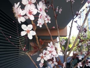 thumbnail: General view
