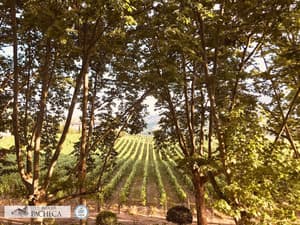 thumbnail: Garden view
