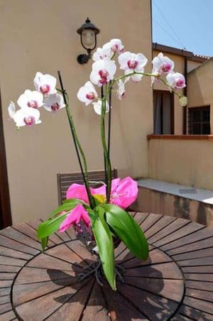 thumbnail: GUEST ROOM TERRACE