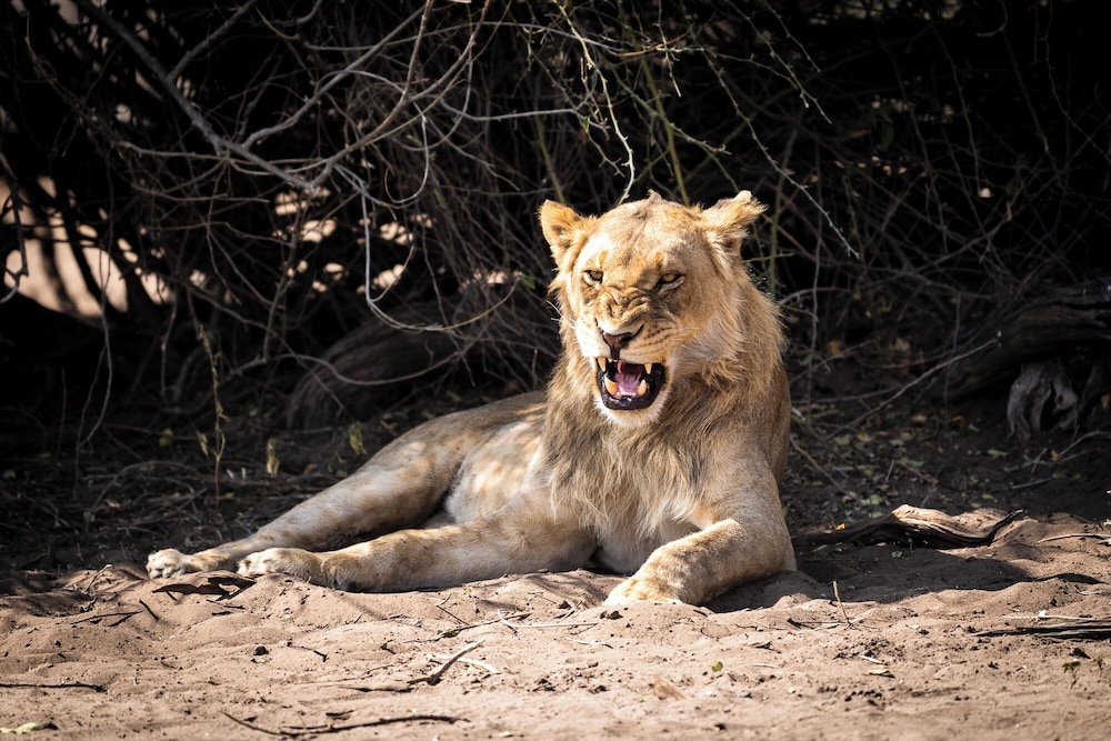 Game drive