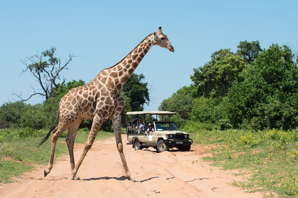 Game drive