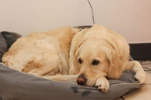 thumbnail: Pet-friendly