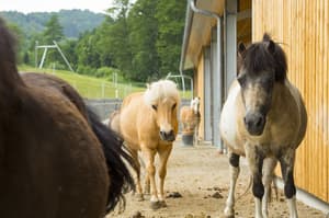 thumbnail: Horseback riding