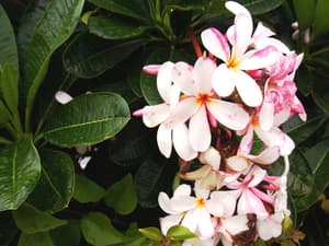 thumbnail: Garden