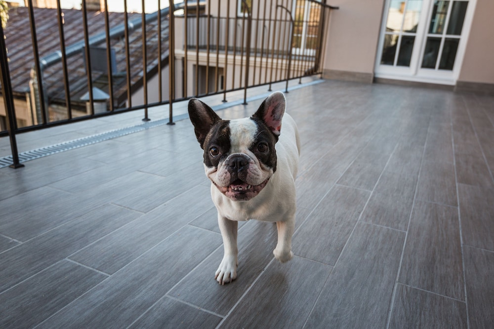 Pet-friendly