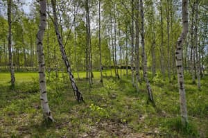 thumbnail: General view