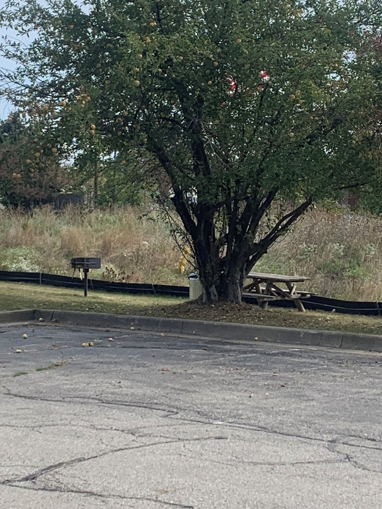 BBQ/picnic area