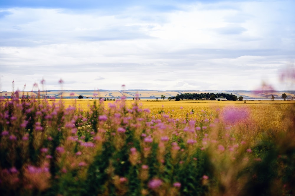 Land view from property