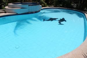 thumbnail: Outdoor pool