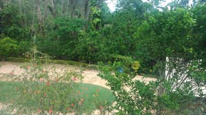 thumbnail: Garden