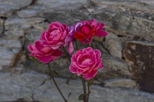 thumbnail: Garden