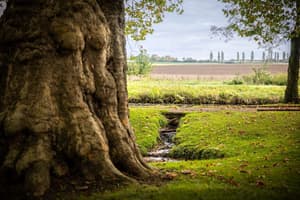 thumbnail: Garden