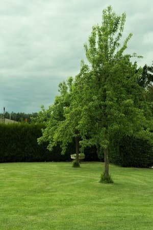 thumbnail: Garden