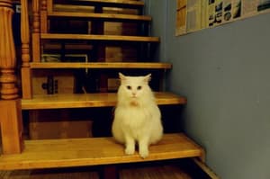 thumbnail: 74866430.jpg