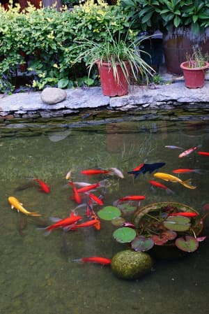 thumbnail: Garden