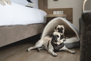 thumbnail: Pet-friendly amenities