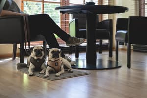 thumbnail: Pet-friendly