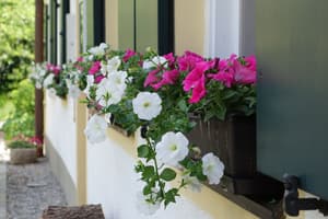 thumbnail: Garden